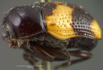 Media type: image;   Entomology 8402 Aspect: habitus lateral view